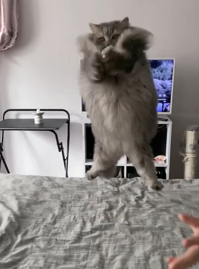 Cheezburger Image 10613752832