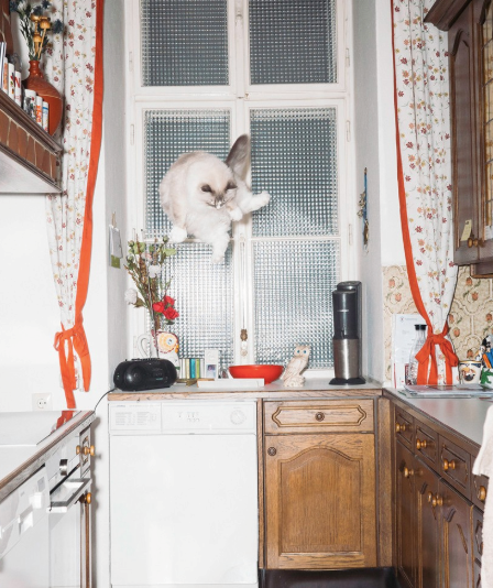 Cheezburger Image 10613753088