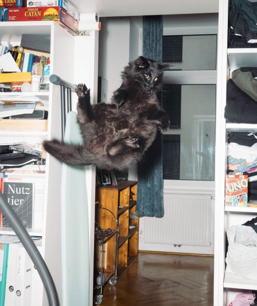 CATAN SIEDLER CATAN Nutz tier UNO の °