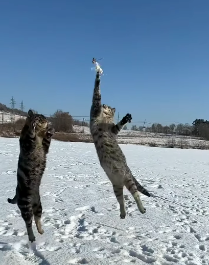 Cheezburger Image 10613753856