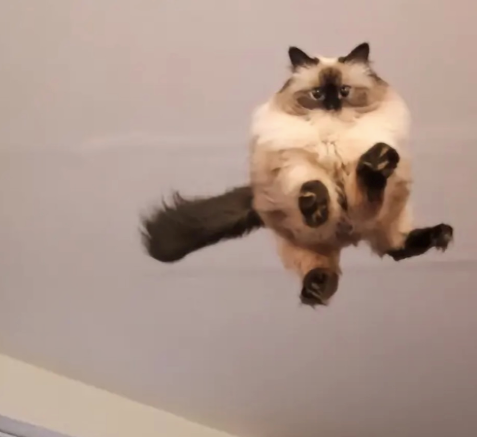 Cheezburger Image 10613754368