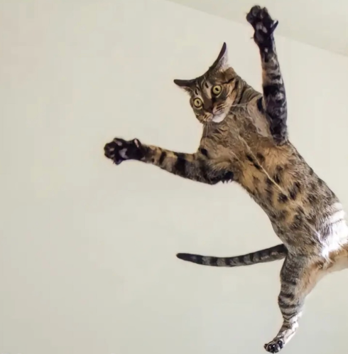 Cheezburger Image 10613754624