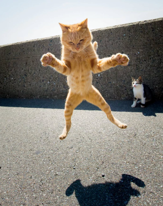 Cheezburger Image 10613755136