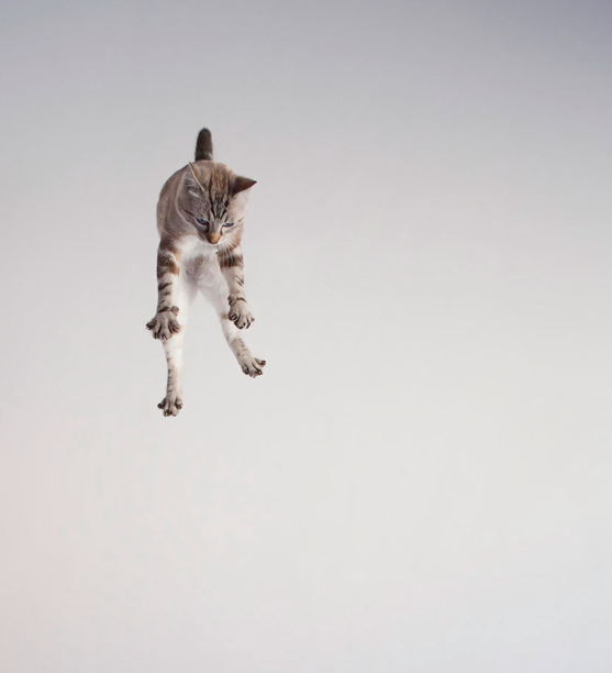 Cheezburger Image 10613755392