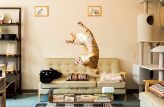 Cheezburger Image 10613755648