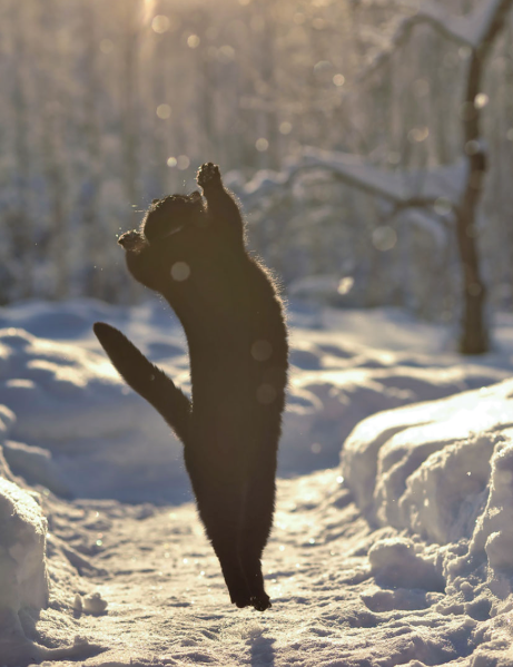 Cheezburger Image 10613755904