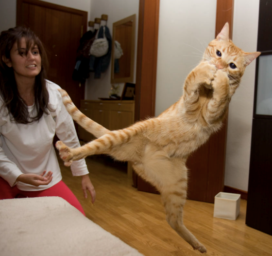 Cheezburger Image 10613756160