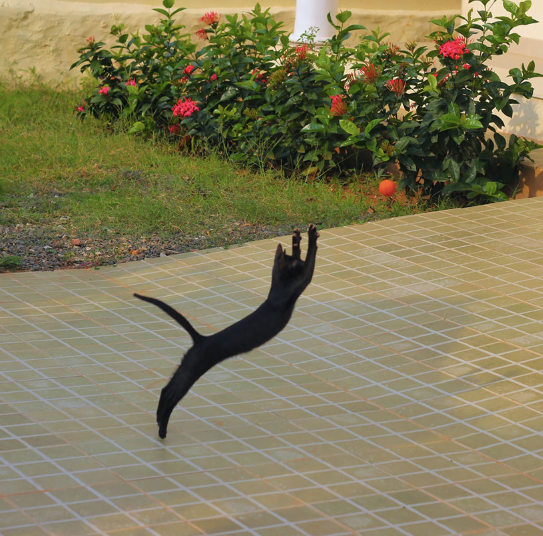 Cheezburger Image 10613756672