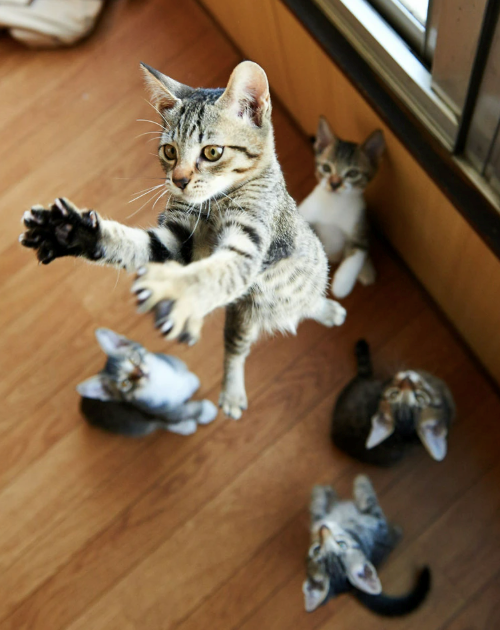 Cheezburger Image 10613756928