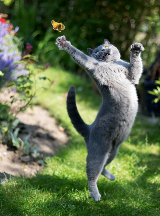 Cheezburger Image 10613757184