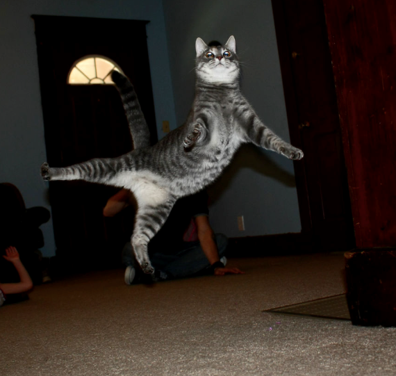 Cheezburger Image 10613757952