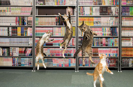 Cheezburger Image 10613758208