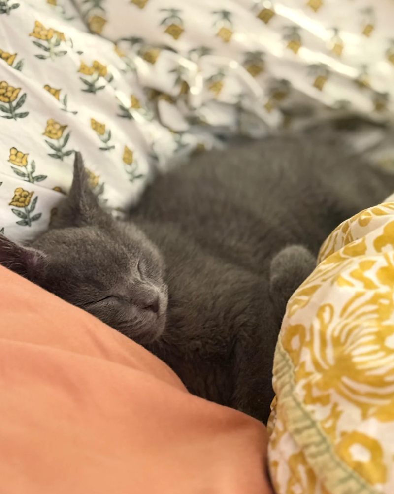 Cheezburger Image 10613770496