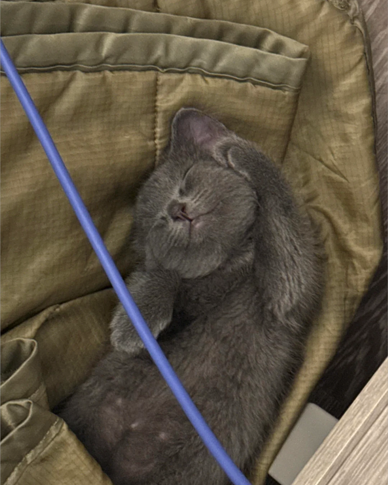 Cheezburger Image 10613770752