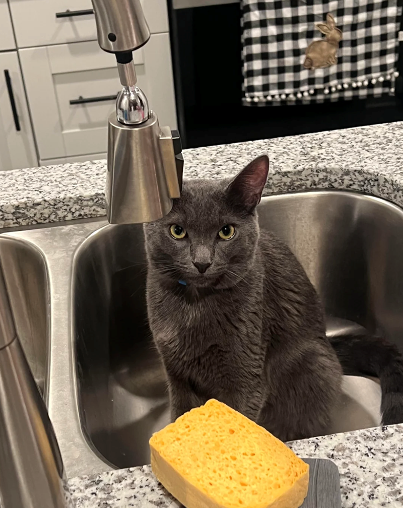 Cheezburger Image 10613771776