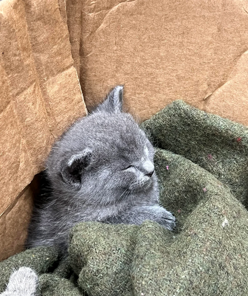 Cheezburger Image 10613772032