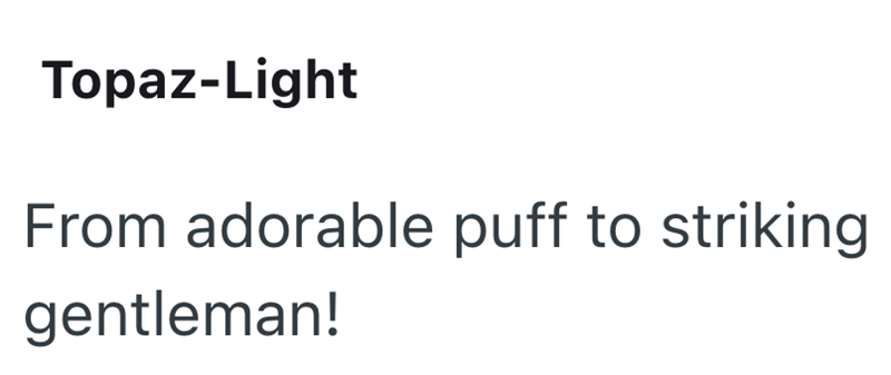 Topaz-Light From adorable puff to striking gentleman!