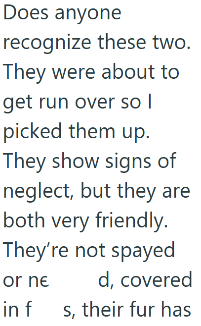 Does anyone recognize these two. They were about to get run over so I picked them up. They show signs of neglect, but they are both very friendly. They're not spayed or ne d, covered in f s, their fur has