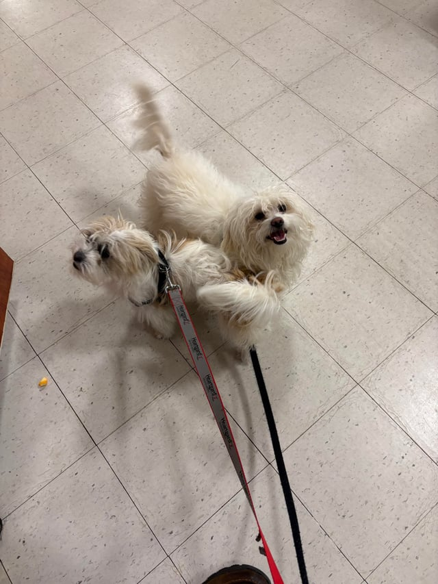 Charged 2 Heartgard Heartgard Heartgard X