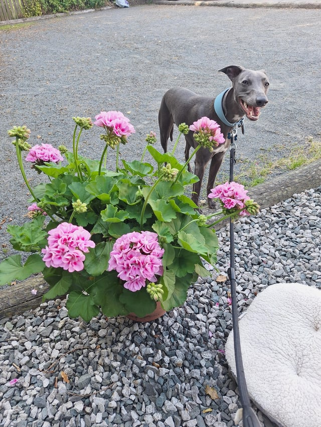 Cheezburger Image 10613785088