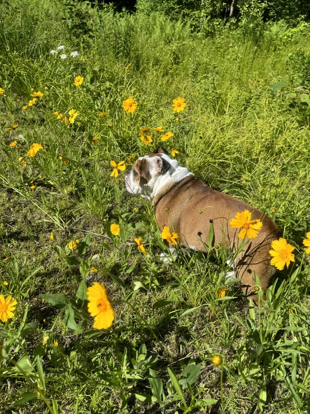 Cheezburger Image 10613785856