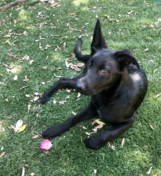 Cheezburger Image 10613786112