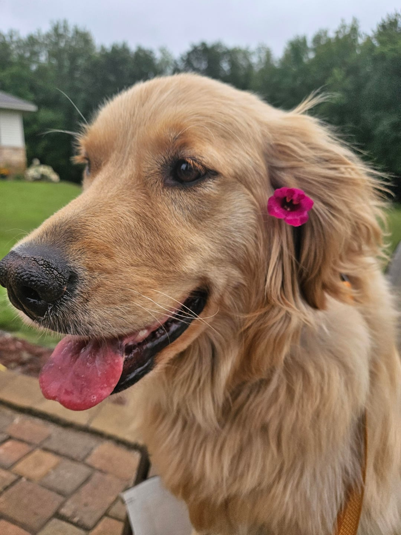 Cheezburger Image 10613787136