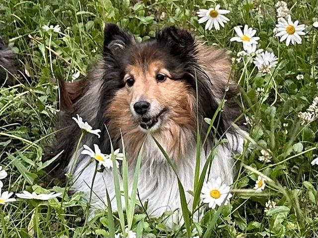 Cheezburger Image 10613790720