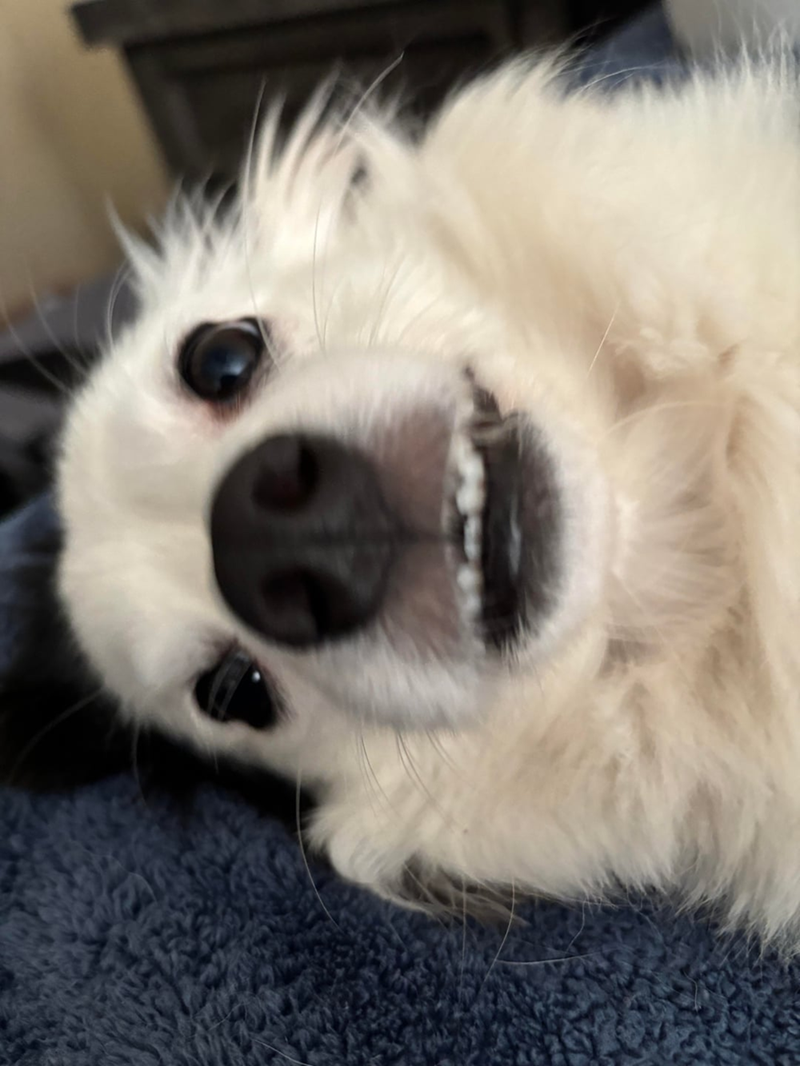 Cheezburger Image 10613794816