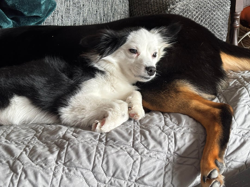 Cheezburger Image 10613795072