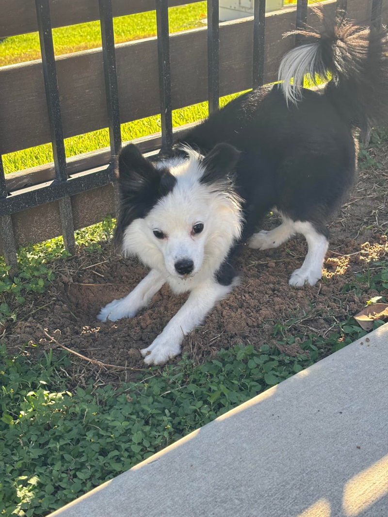 Cheezburger Image 10613796352