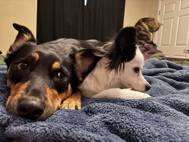 Cheezburger Image 10613796864