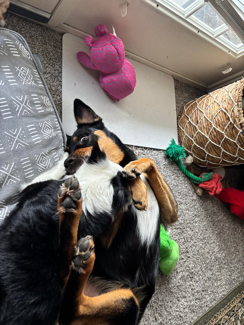 Cheezburger Image 10613797376