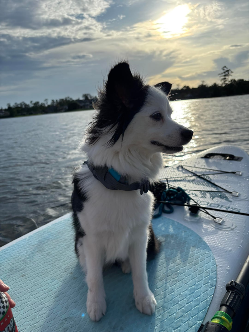 Cheezburger Image 10613797888