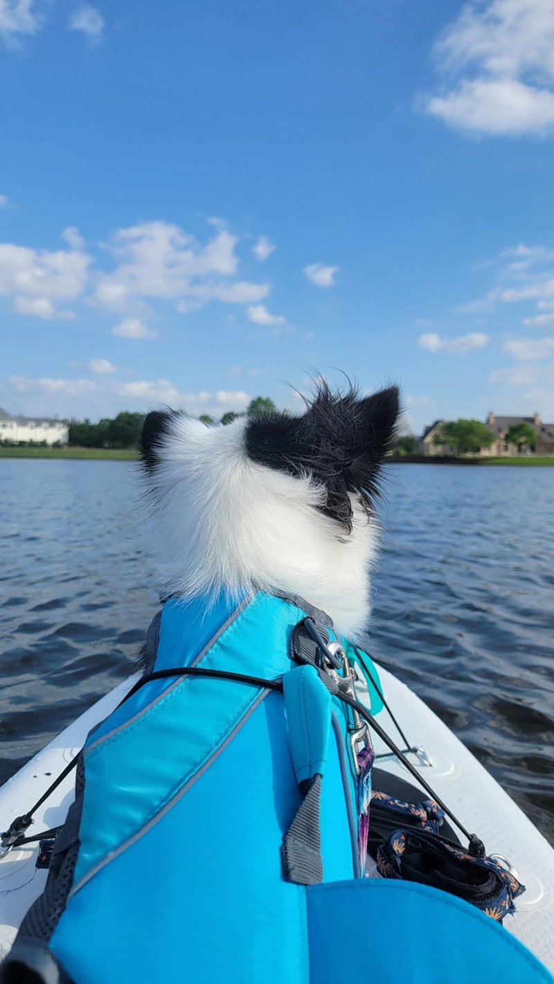 Cheezburger Image 10613798144