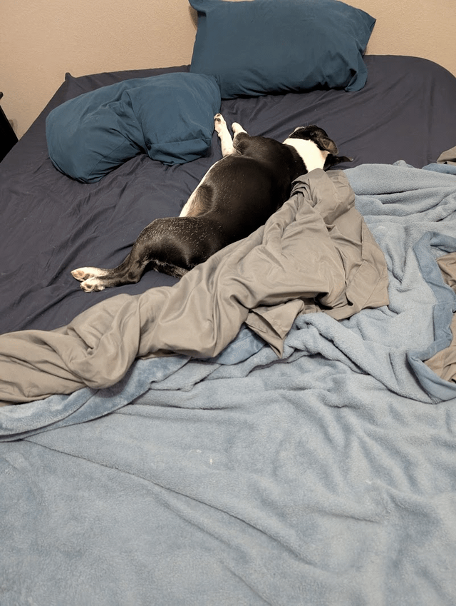 Cheezburger Image 10613800704