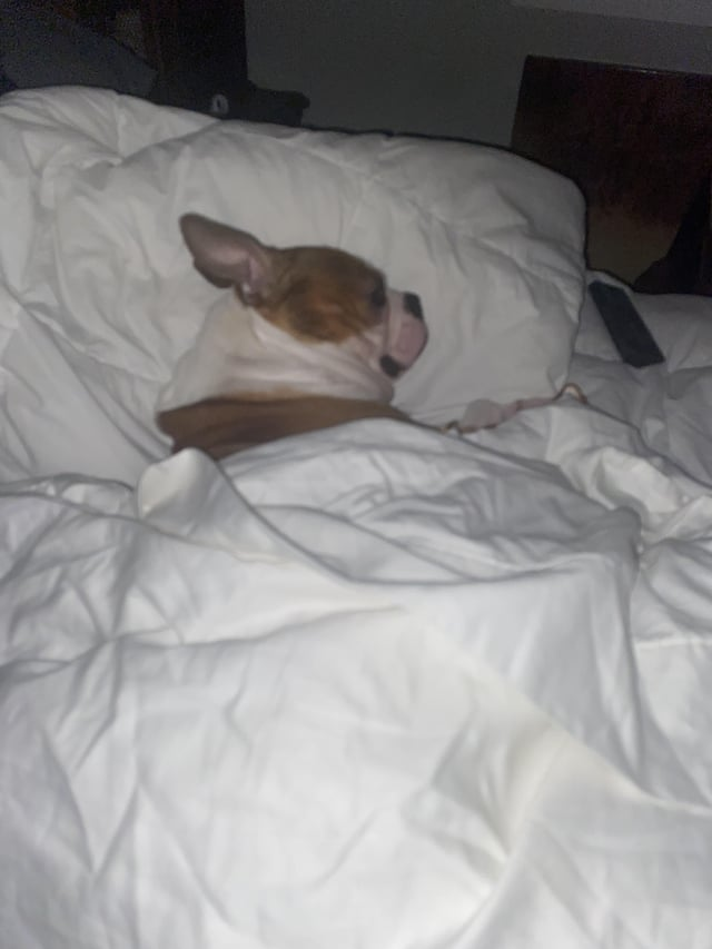 Cheezburger Image 10613802240