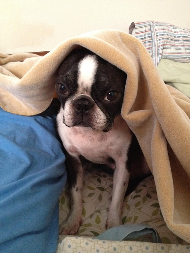 Cheezburger Image 10613803264