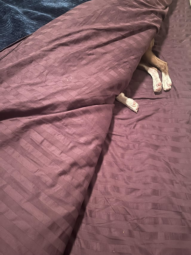 Cheezburger Image 10613804032