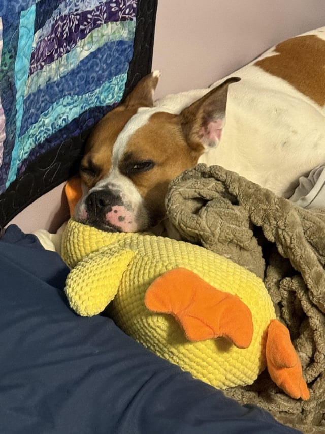 Cheezburger Image 10613804288