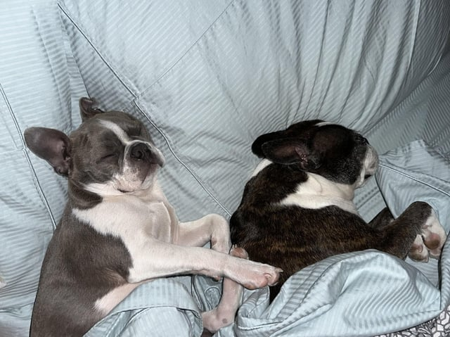 Cheezburger Image 10613805056