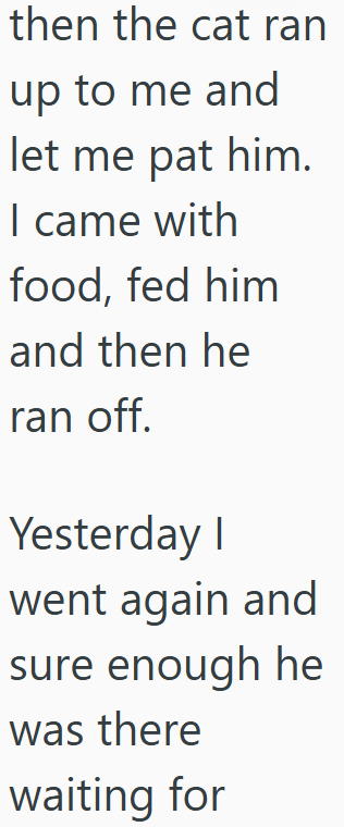 then the cat ran up to me and let me pat him. I came with food, fed him and then he ran off. Yesterday I went again and sure enough he was there waiting for