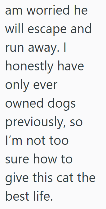 am worried he will escape and run away. I honestly have only ever owned dogs previously, so I'm not too sure how to give this cat the best life.