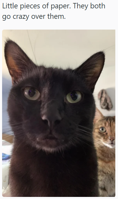 Little pieces of paper. They both go crazy over them.