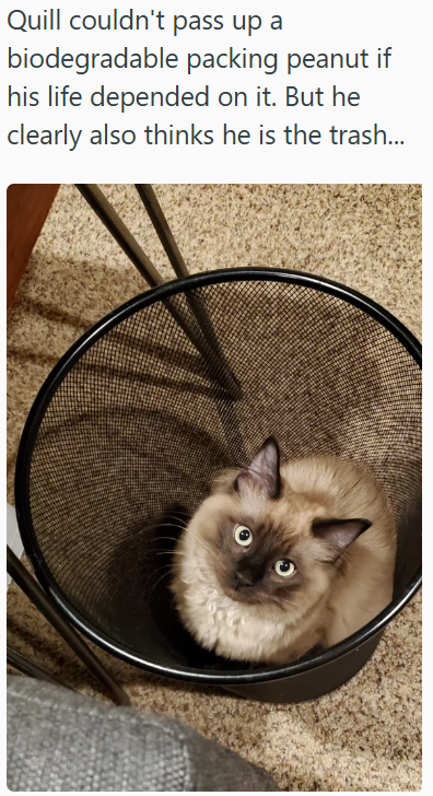 Quill couldn't pass up a biodegradable packing peanut if his life depended on it. But he clearly also thinks he is the trash...