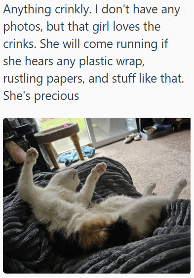 Anything crinkly. I don't have any photos, but that girl loves the crinks. She will come running if she hears any plastic wrap, rustling papers, and stuff like that. She's precious