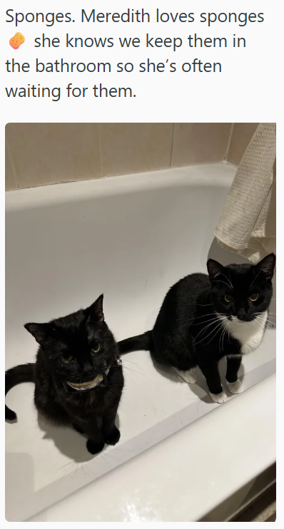 Sponges. Meredith loves sponges she knows we keep them in the bathroom so she's often waiting for them.