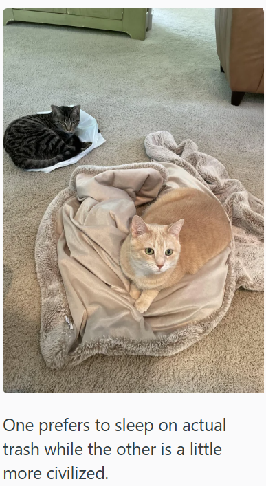 One prefers to sleep on actual trash while the other is a little more civilized.