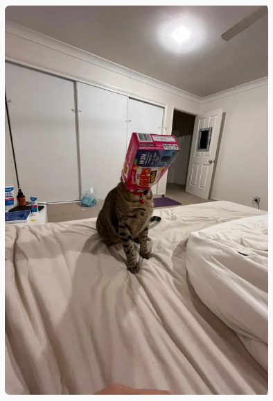 Cheezburger Image 10613829120