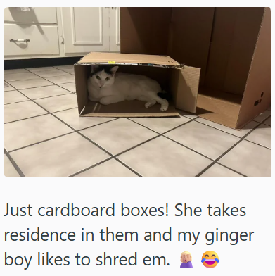 Just cardboard boxes! She takes residence in them and my ginger boy likes to shred em.